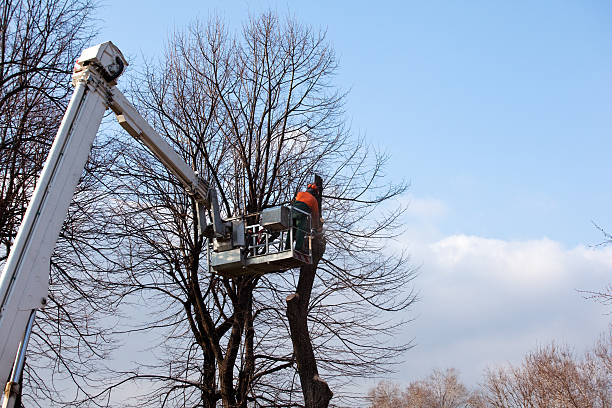 Best Hazardous Tree Removal  in Coquille, OR